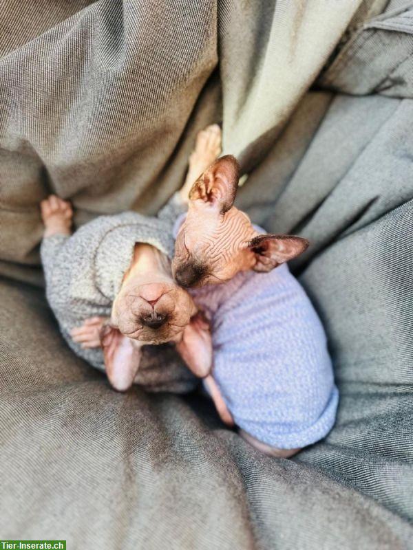 Bild 3: Canadian Sphynx Kitten, männlich
