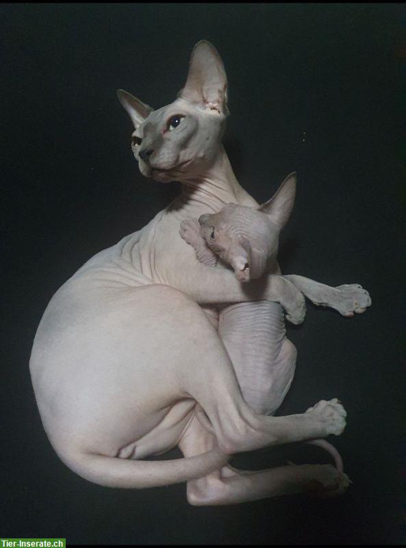 Bild 4: Canadian Sphynx Kitten, männlich