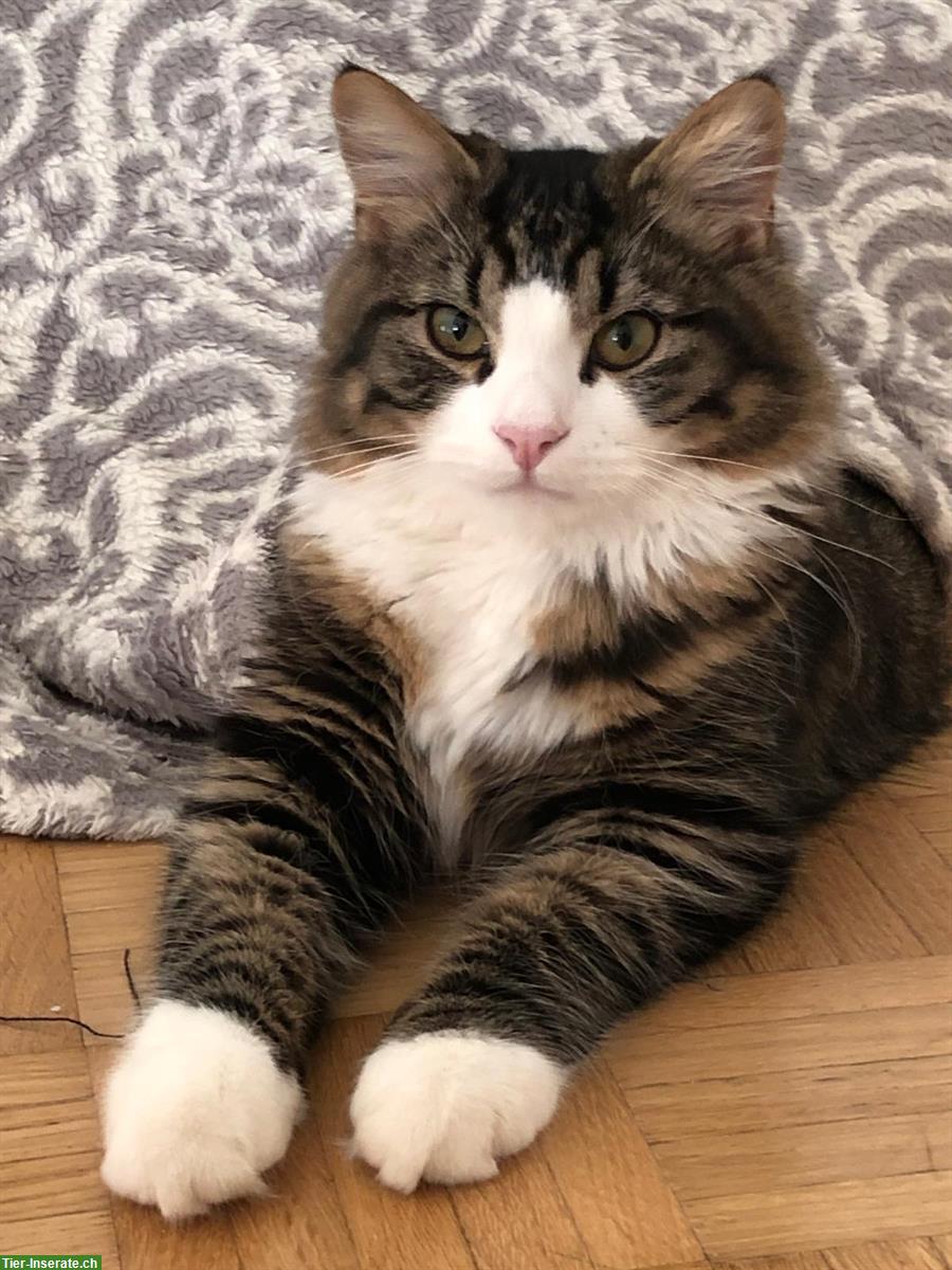 Deckkater Maine Coon x Norwegische Waldkatze Mischling