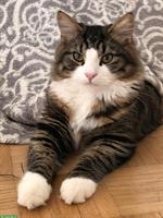 Deckkater Maine Coon x Norwegische Waldkatze Mischling