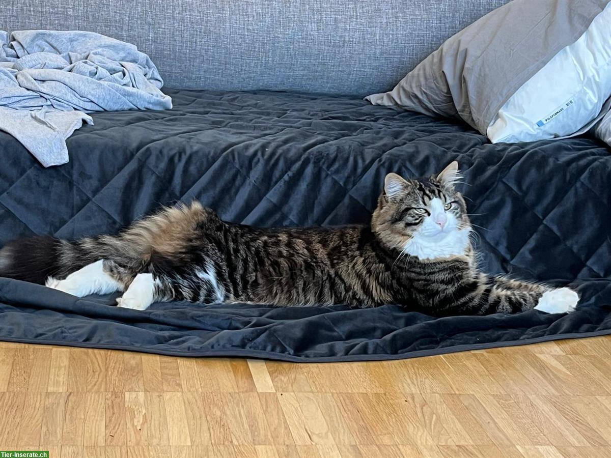 Bild 3: Deckkater Maine Coon x Norwegische Waldkatze Mischling