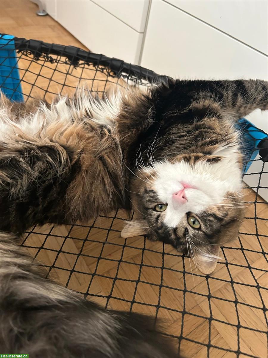 Bild 4: Deckkater Maine Coon x Norwegische Waldkatze Mischling
