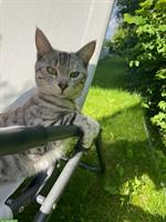 Katze Pixi sucht liebvolles Zuhause