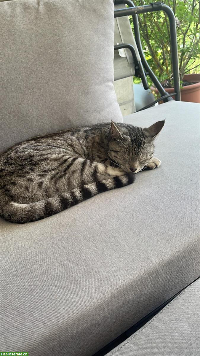 Bild 2: Katze Pixi sucht liebvolles Zuhause