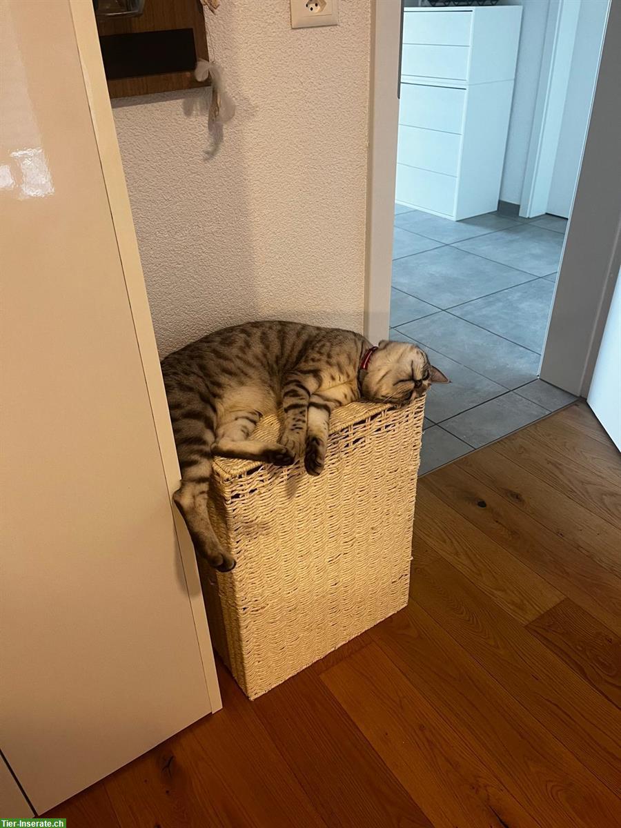 Bild 3: Katze Pixi sucht liebvolles Zuhause
