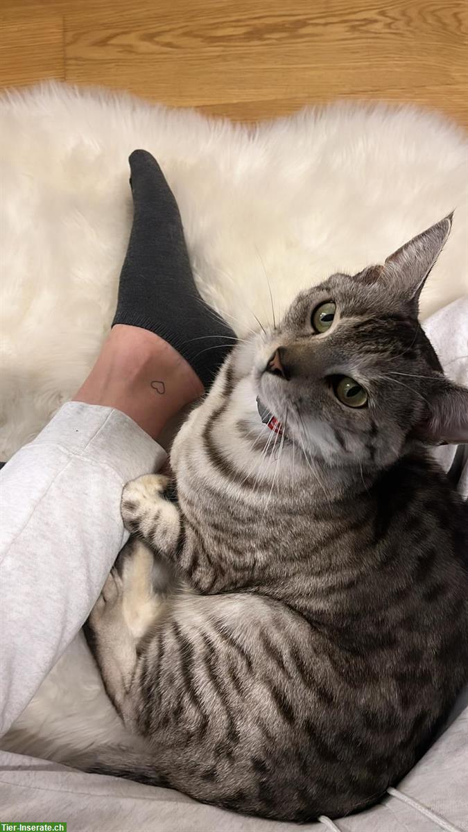 Bild 4: Katze Pixi sucht liebvolles Zuhause