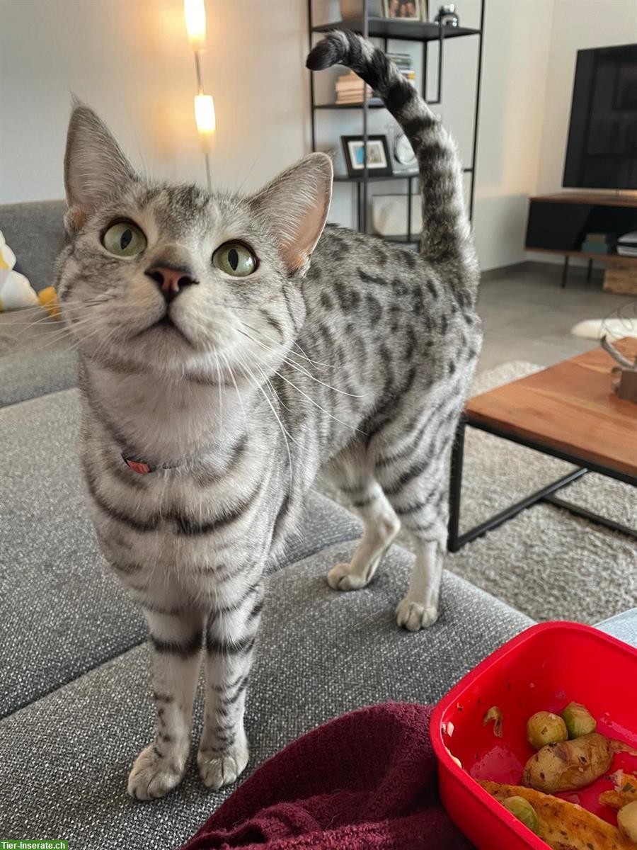 Bild 5: Katze Pixi sucht liebvolles Zuhause