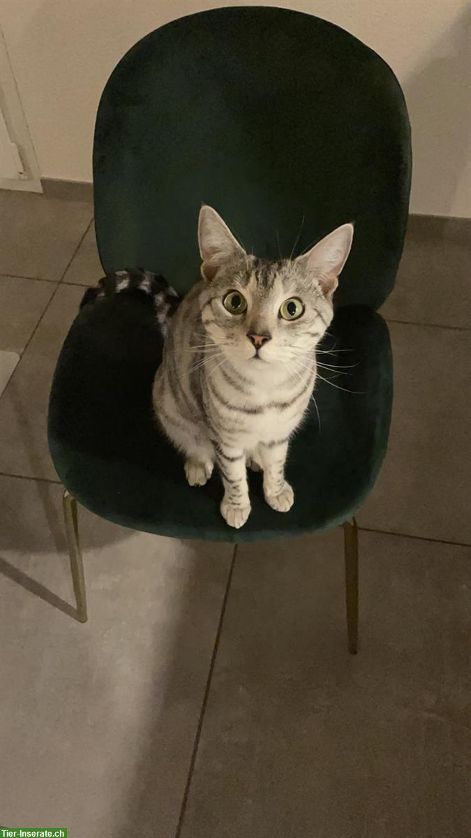 Bild 6: Katze Pixi sucht liebvolles Zuhause