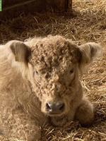 Schöner Galloway Muni zu verkaufen