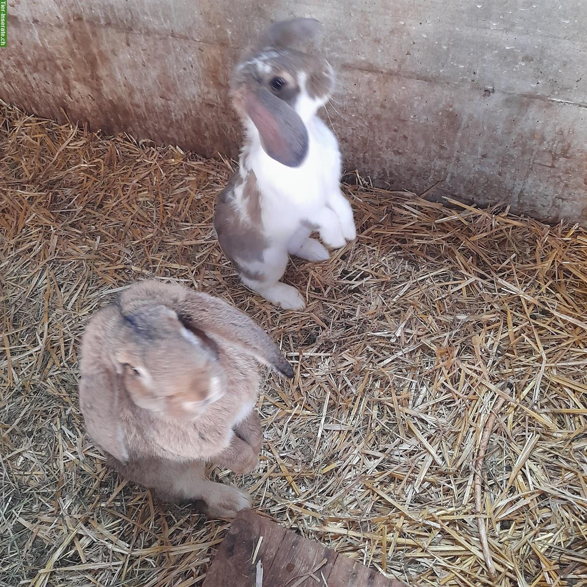 Französische Widder Kaninchen Böcke