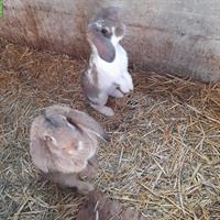 Französische Widder Kaninchen Böcke