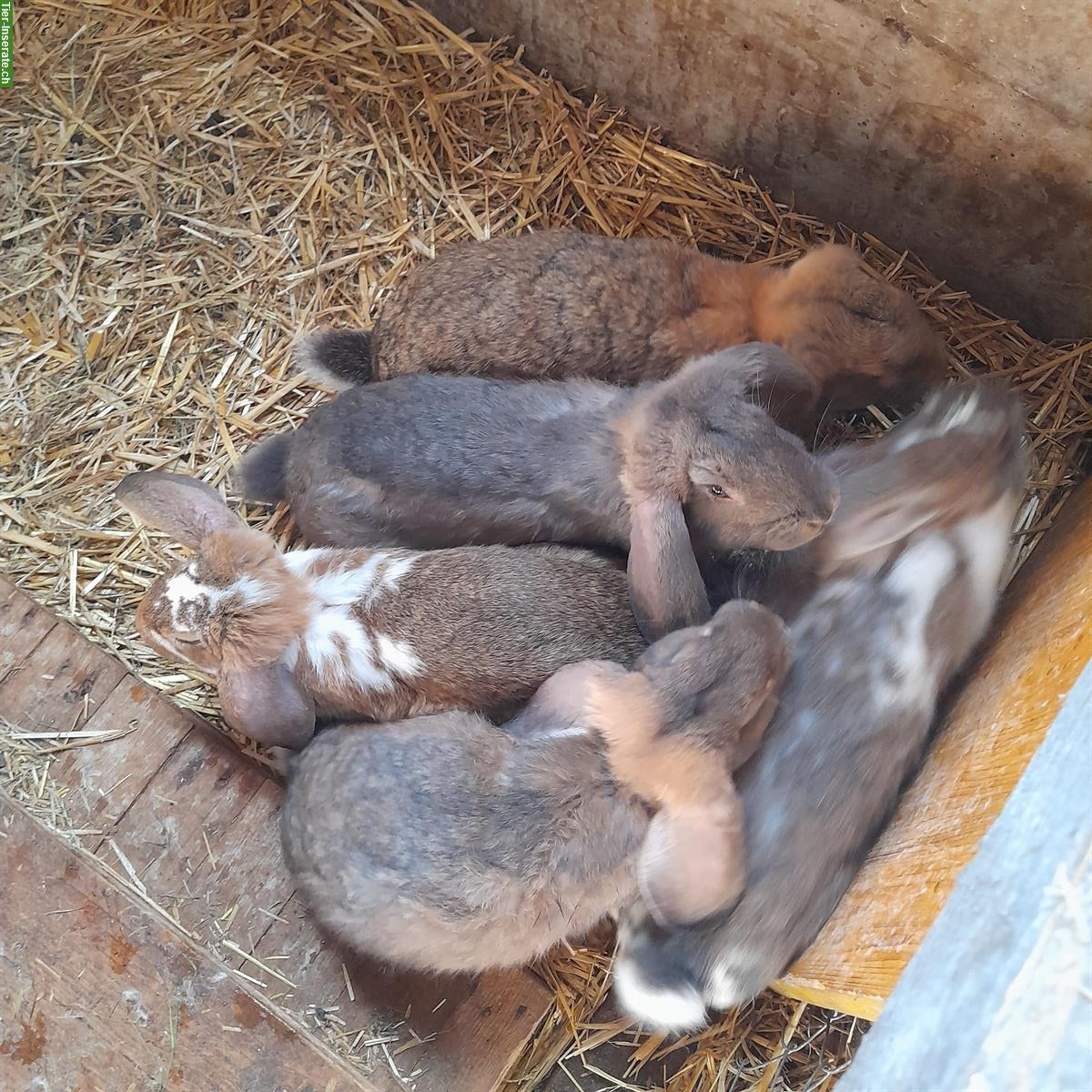 Bild 2: Französische Widder Kaninchen Böcke
