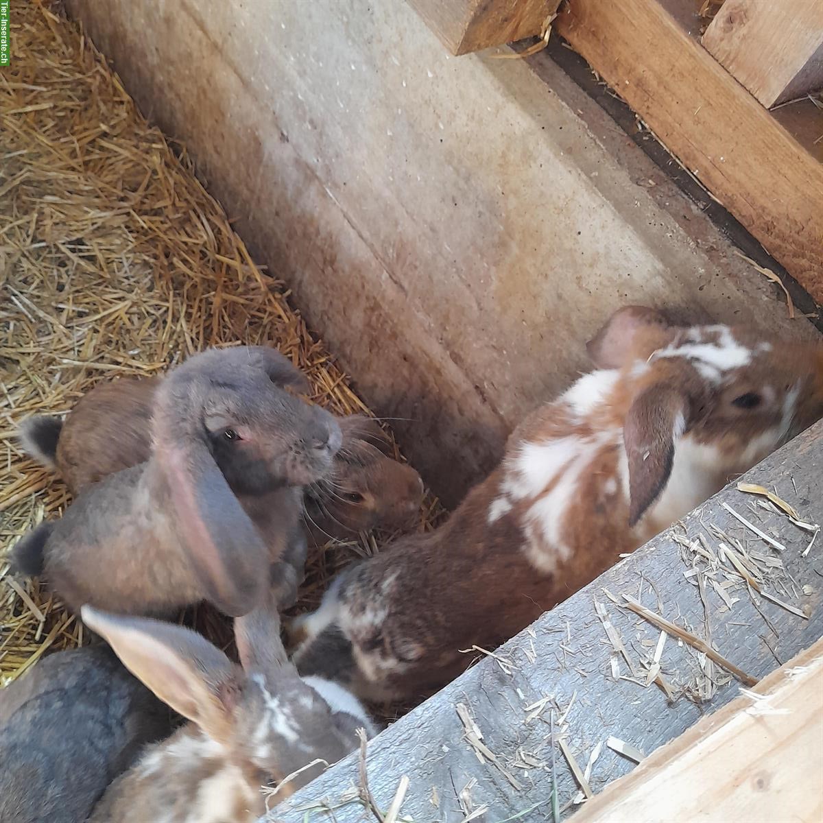 Bild 3: Französische Widder Kaninchen Böcke