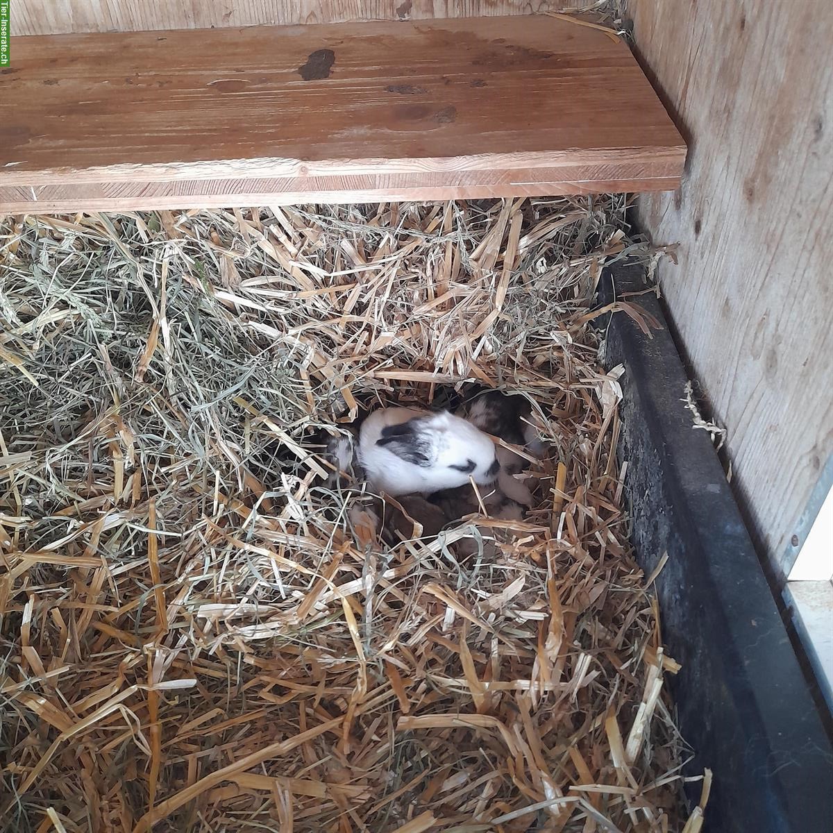 Junge Französische Widder Kaninchen