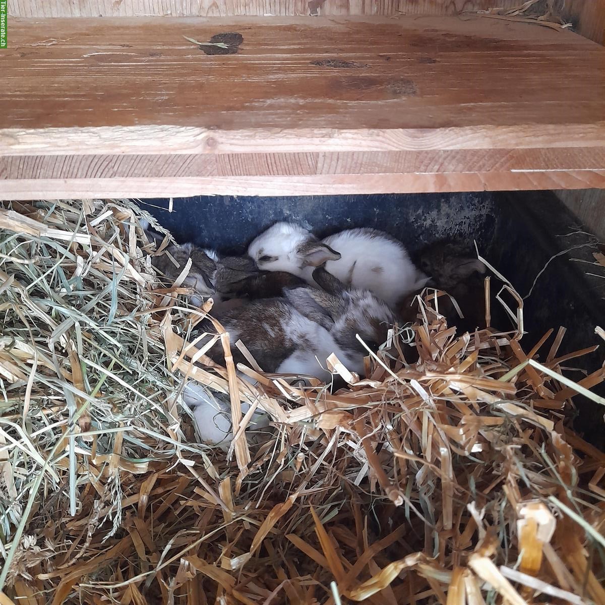 Bild 2: Junge Französische Widder Kaninchen