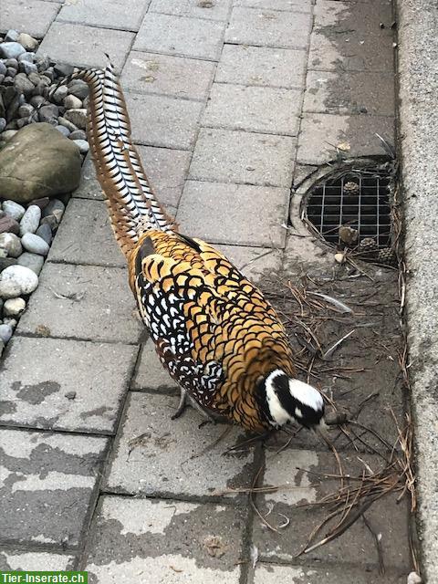 Königsfasane, Goldfasan, Amherstfasan abzugeben