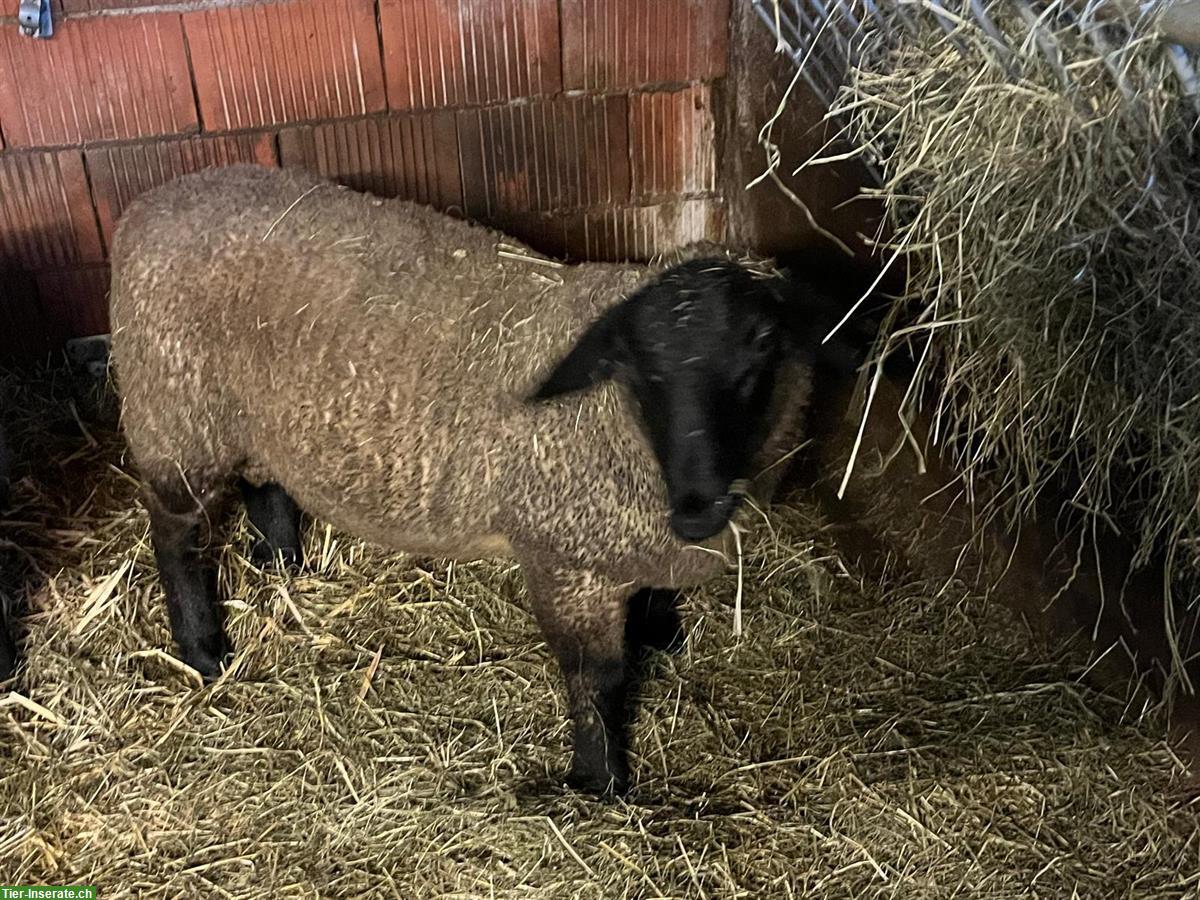 Suffolk Lammbock zu verkaufen