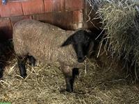 Suffolk Lammbock zu verkaufen