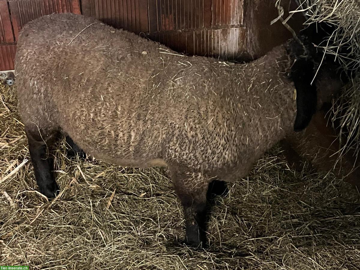 Bild 2: Suffolk Lammbock zu verkaufen