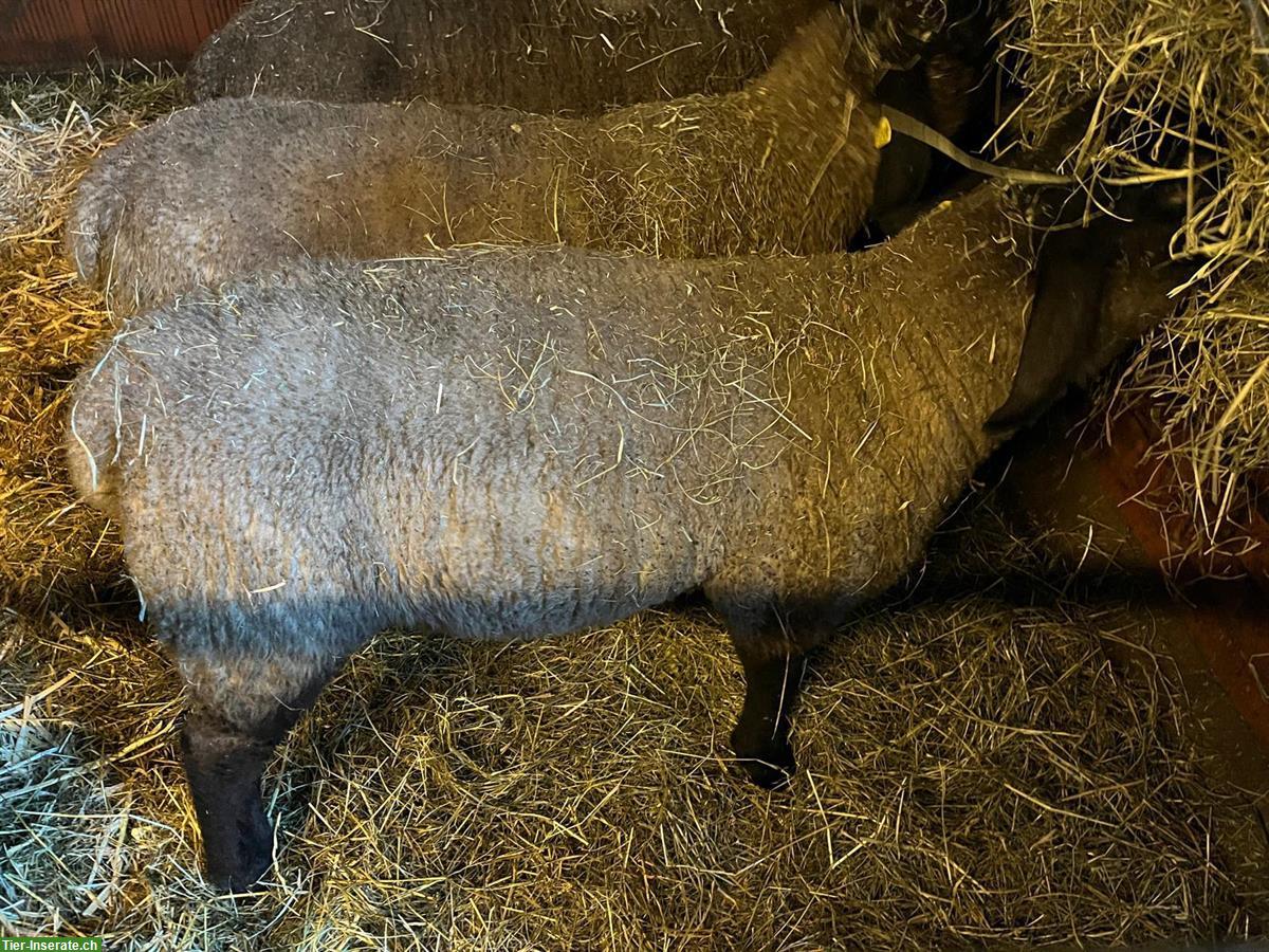 Bild 3: Suffolk Lammbock zu verkaufen