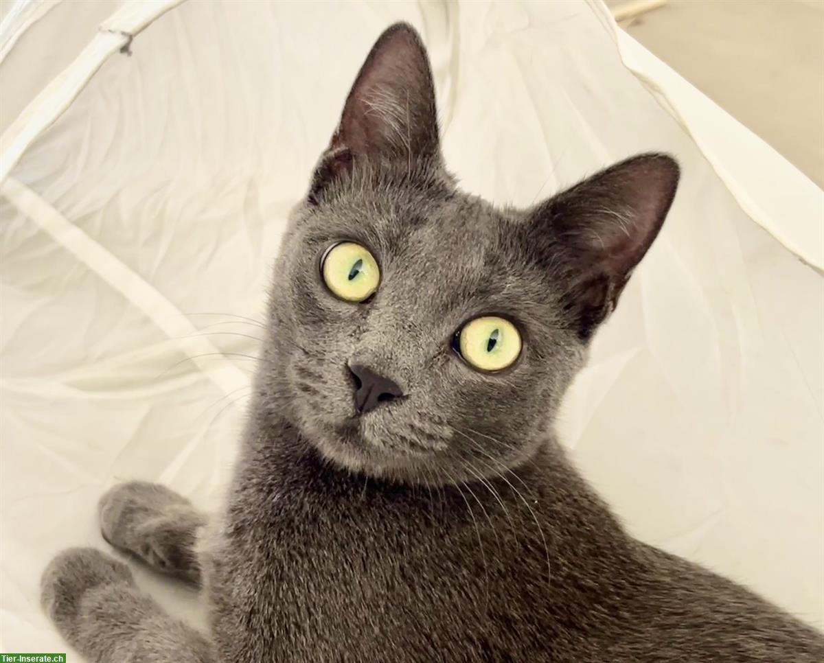 Russisch Blau - Korat Mix Katze