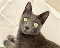 Russisch Blau - Korat Mix Katze