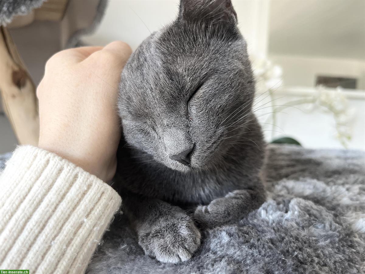 Bild 4: Russisch Blau - Korat Mix Katze