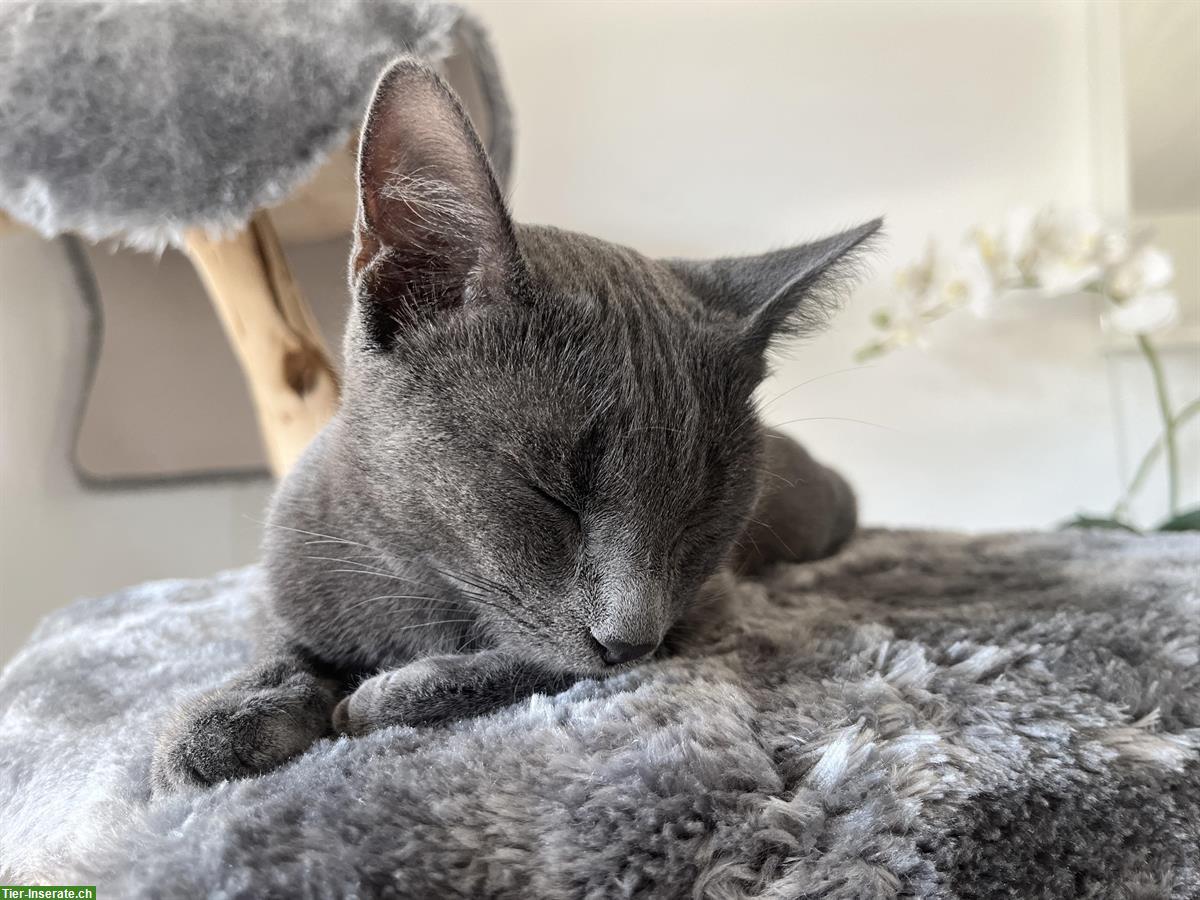 Bild 5: Russisch Blau - Korat Mix Katze