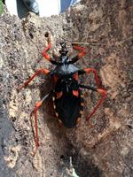 Horrid King Assassin Bug, Psytalla horrida