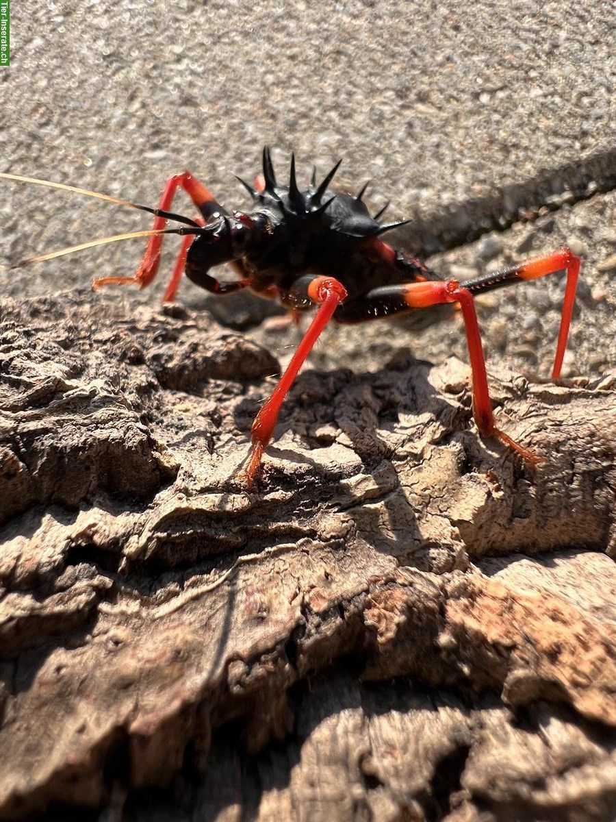 Bild 2: Horrid King Assassin Bug, Psytalla horrida