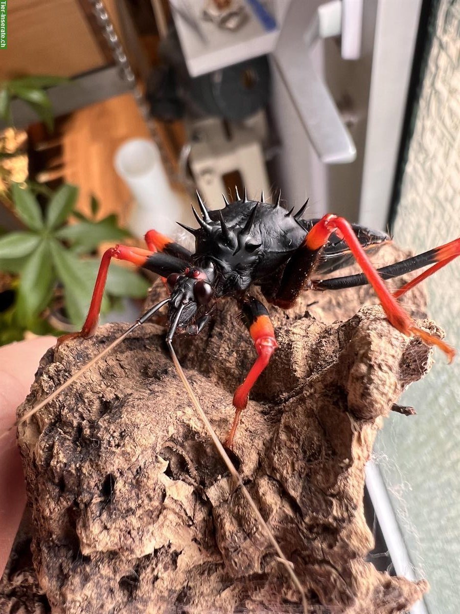 Bild 3: Horrid King Assassin Bug, Psytalla horrida
