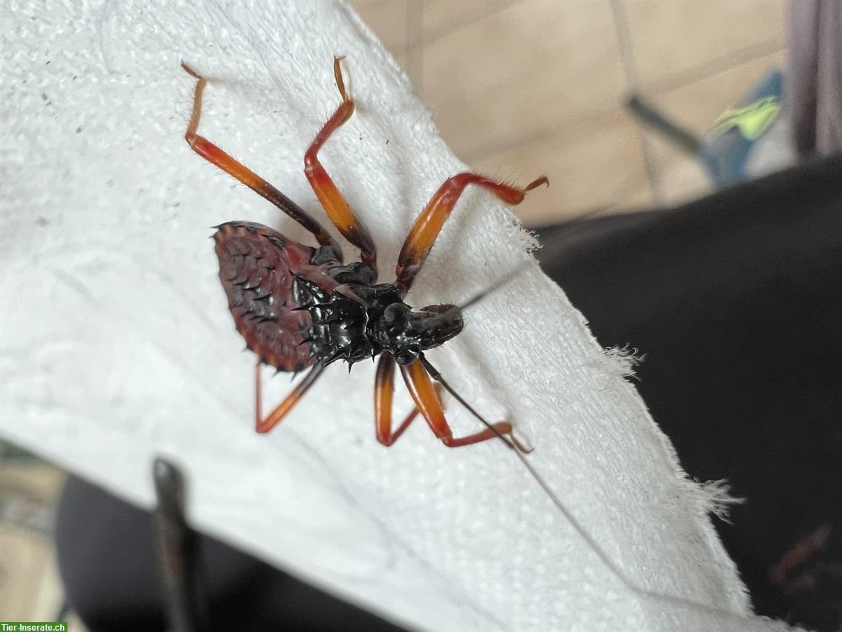 Bild 4: Horrid King Assassin Bug, Psytalla horrida