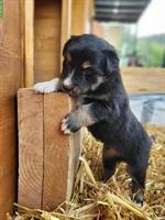 Border Collie x Appenzeller Mischlingsrüde sucht neues Zuhause