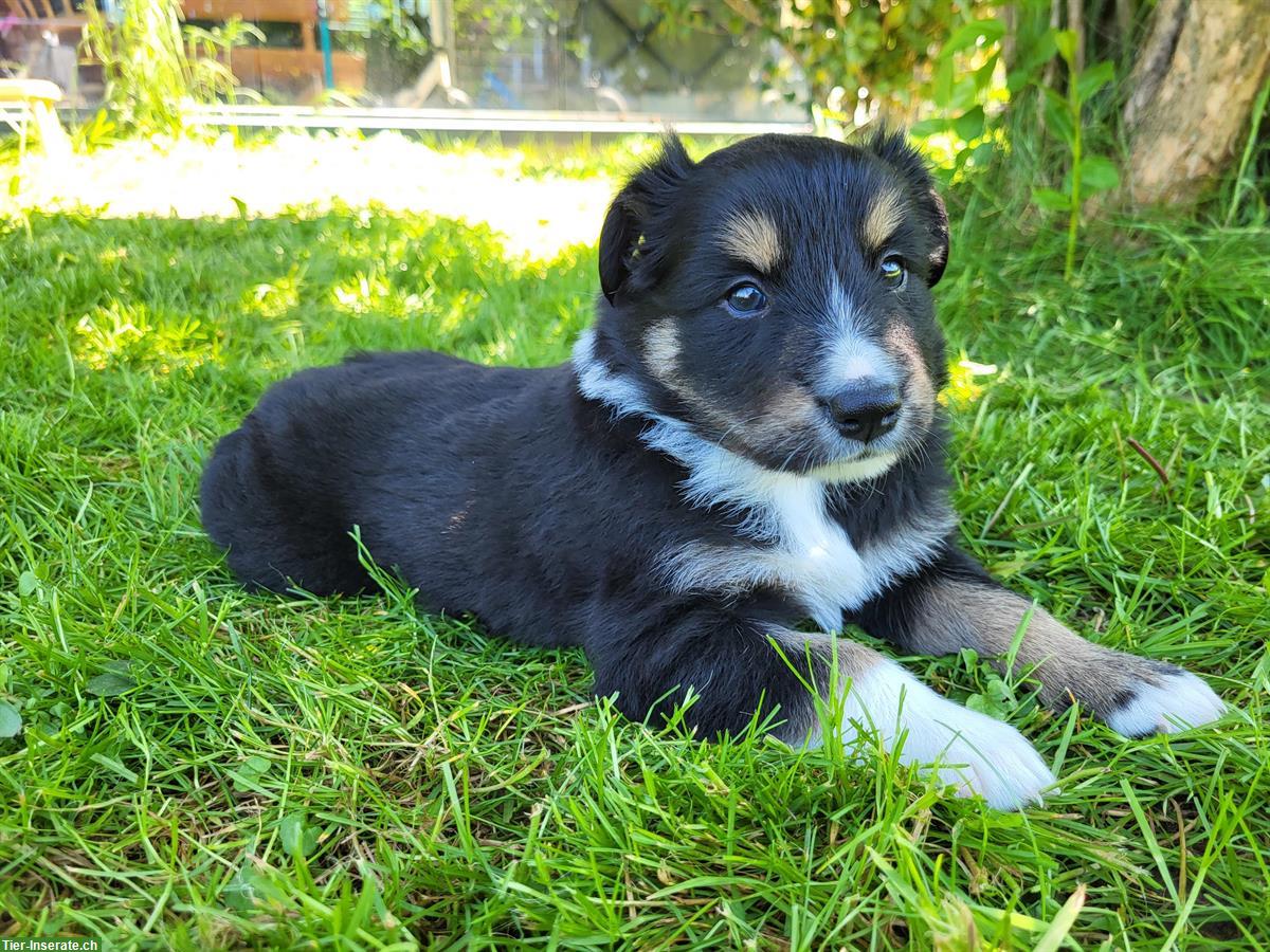 Bild 2: Border Collie x Appenzeller Mischlingsrüde sucht neues Zuhause