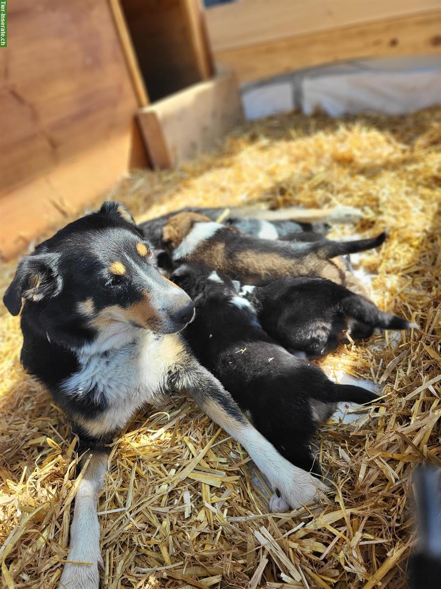 Bild 3: Border Collie x Appenzeller Mischlingsrüde sucht neues Zuhause