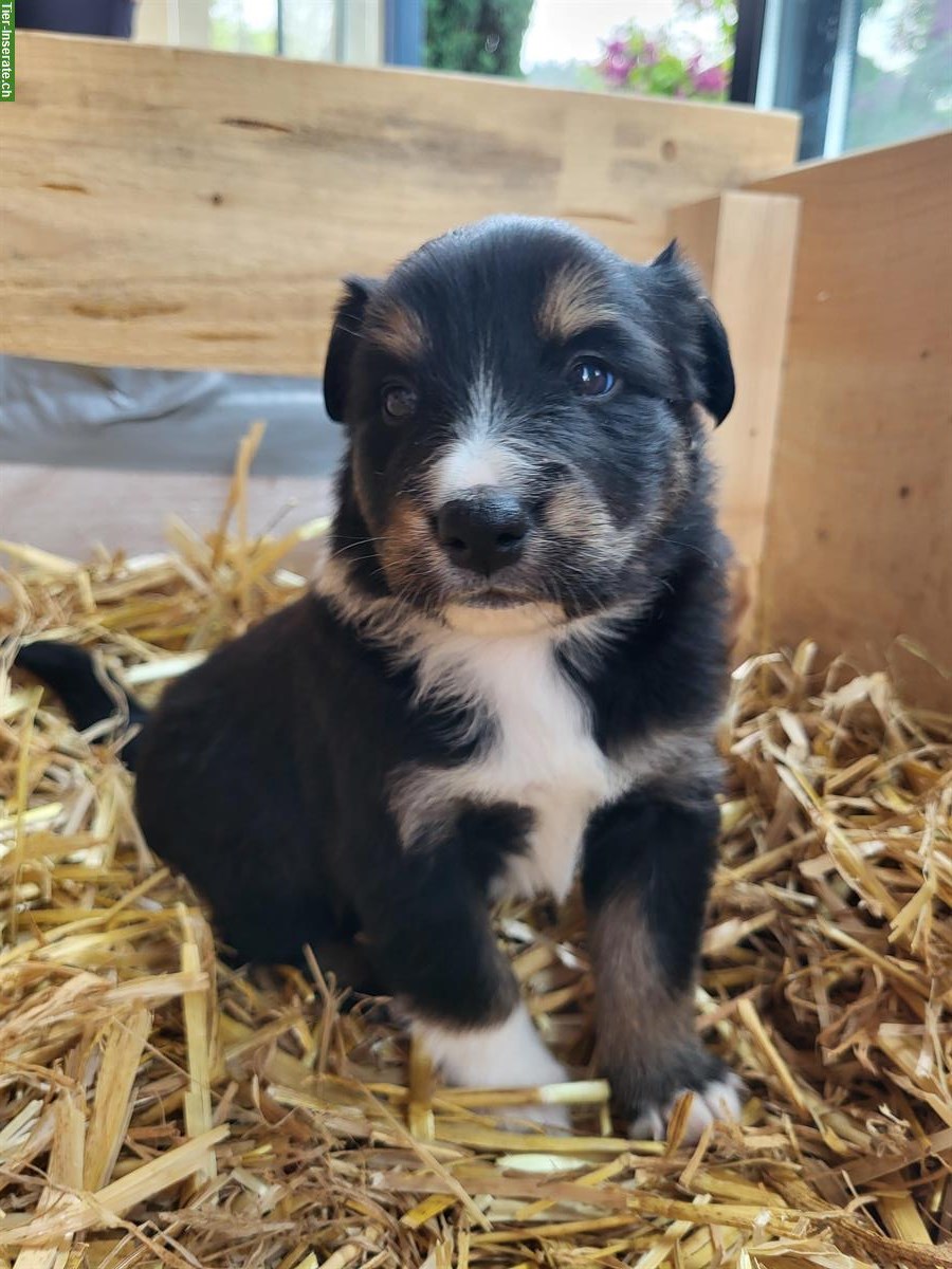 Bild 4: Border Collie x Appenzeller Mischlingsrüde sucht neues Zuhause