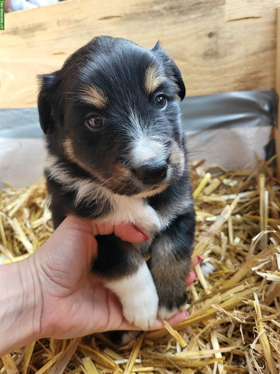 Bild 5: Border Collie x Appenzeller Mischlingsrüde sucht neues Zuhause