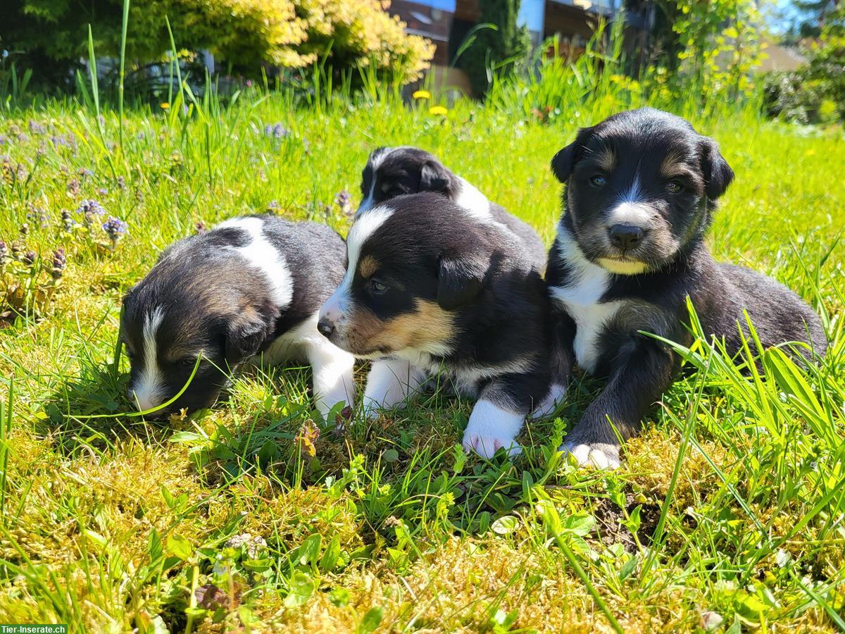 Bild 6: Border Collie x Appenzeller Mischlingsrüde sucht neues Zuhause