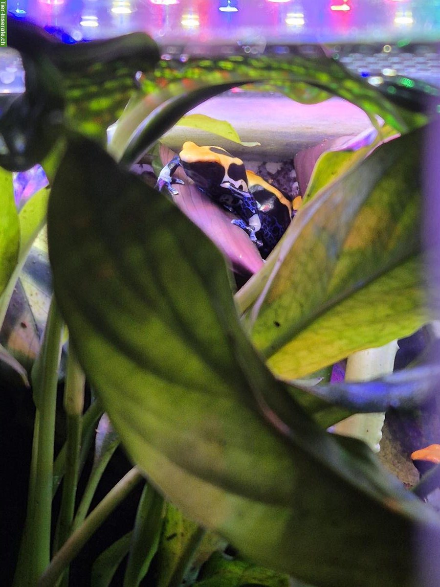 Bild 2: Biete Dendrobates tinctorius brasilianer
