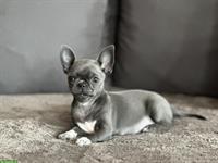 Wunderschöner Mini Chihuahua Hündin in der Farbe Blue