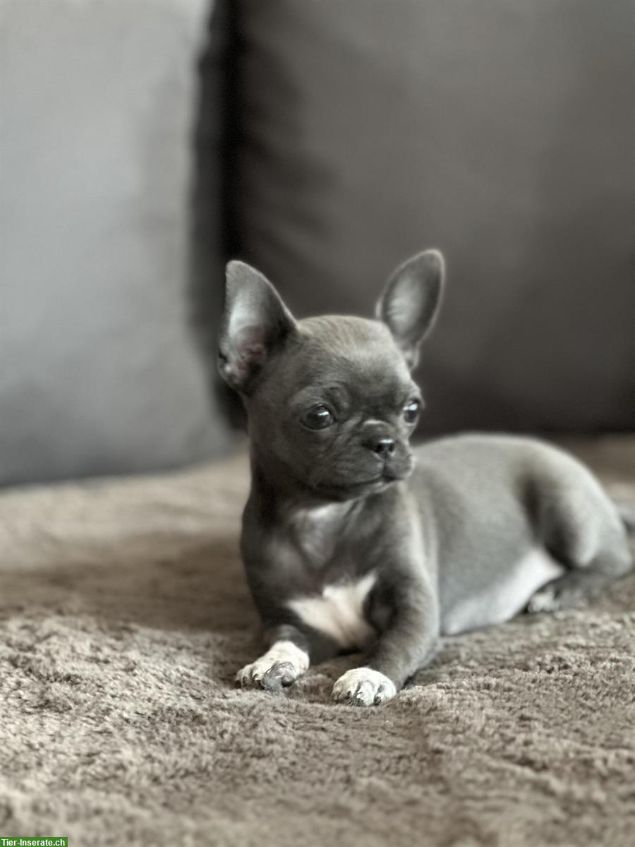 Bild 2: Wunderschöner Mini Chihuahua Hündin in der Farbe Blue