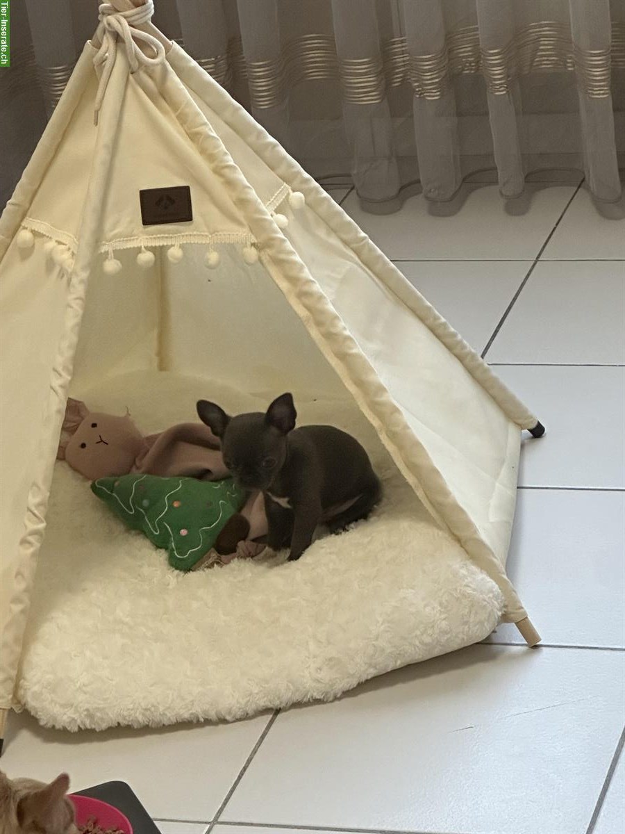 Bild 3: Wunderschöner Mini Chihuahua Hündin in der Farbe Blue