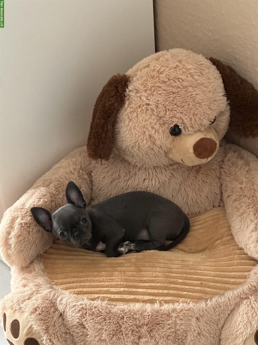 Bild 4: Wunderschöner Mini Chihuahua Hündin in der Farbe Blue
