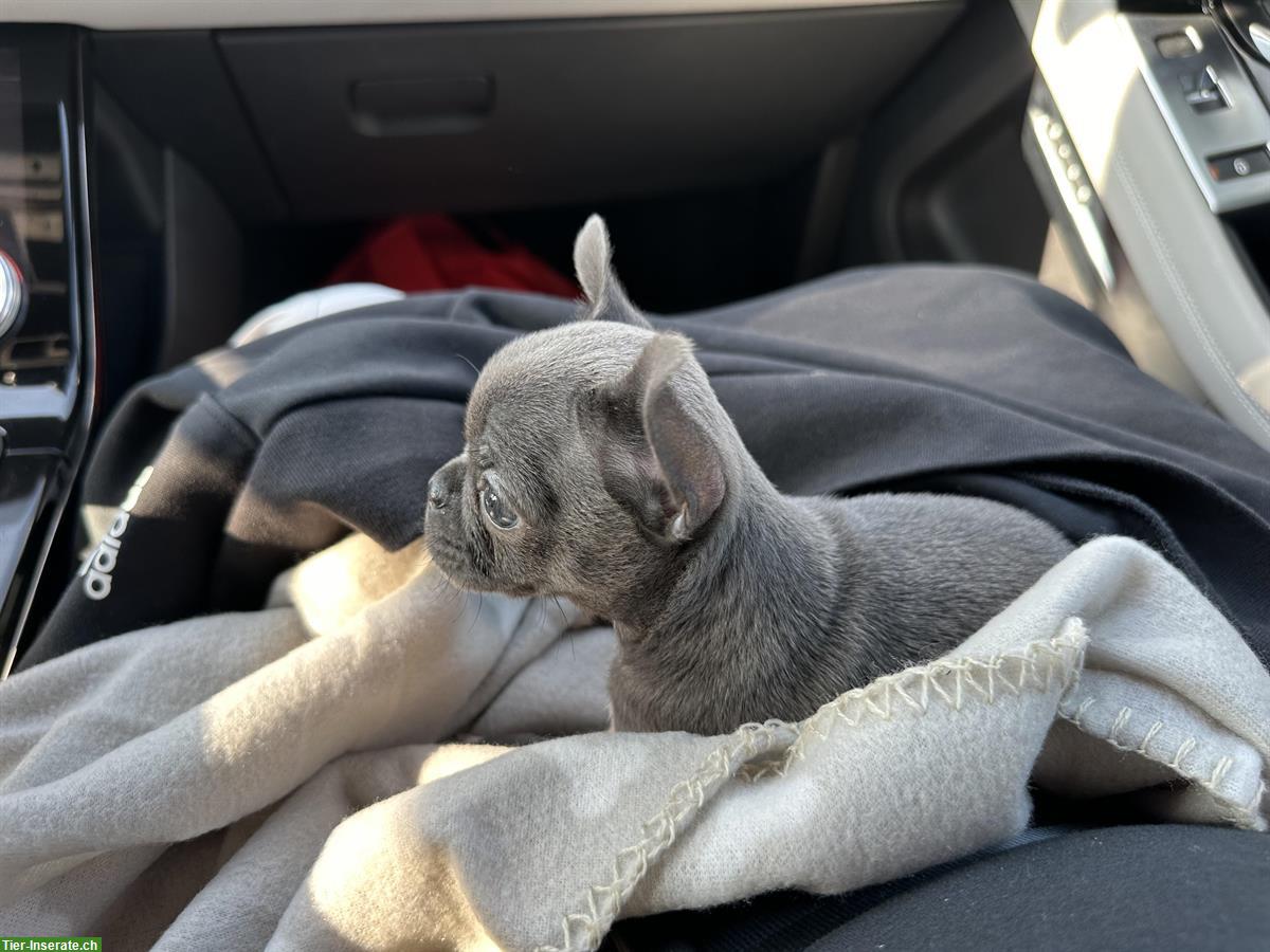 Bild 5: Wunderschöner Mini Chihuahua Hündin in der Farbe Blue