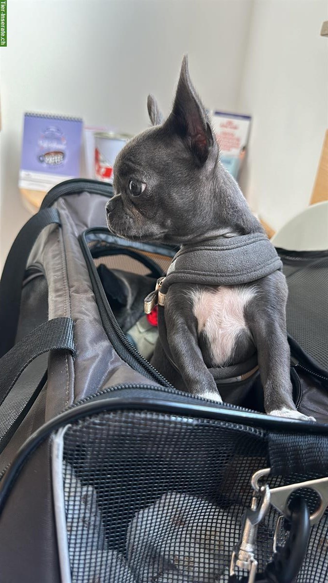 Bild 6: Wunderschöner Mini Chihuahua Hündin in der Farbe Blue