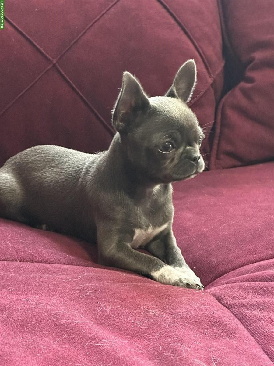 Bild 7: Wunderschöner Mini Chihuahua Hündin in der Farbe Blue