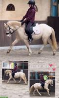 Liebes Kinderpony, Welsh A