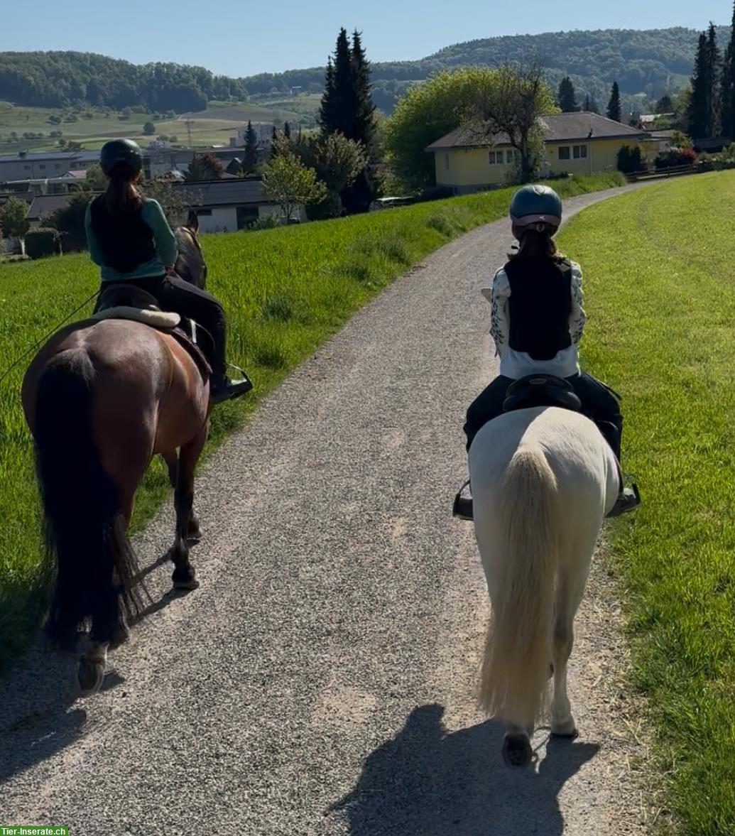 Bild 2: Liebes Kinderpony, Welsh A