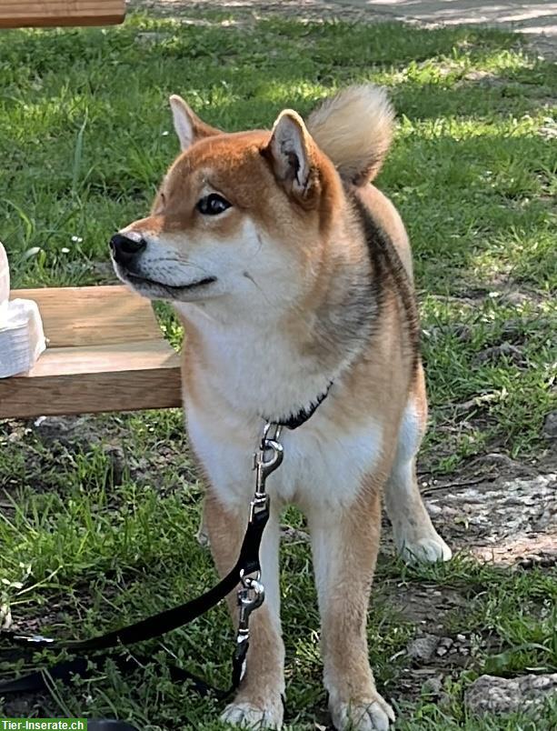 Shiba Inu Rüde sehr kinderlieb und stubenrein