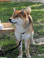 Shiba Inu Rüde sehr kinderlieb und stubenrein